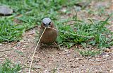 Gray-headed Social-Weaver